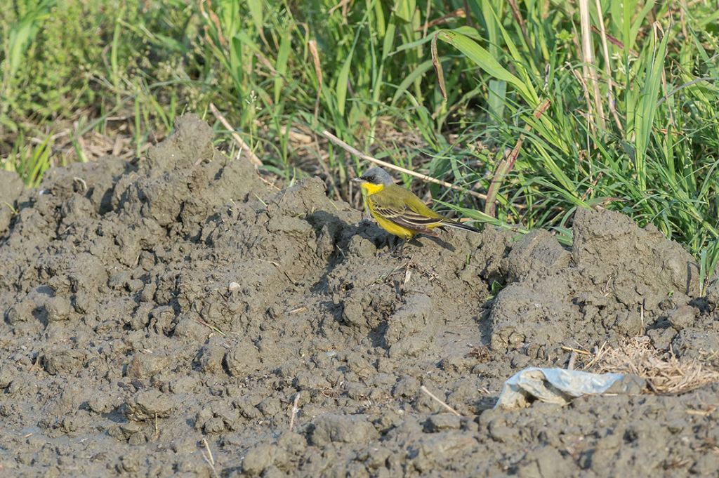 Ancora Cutrettola. Ma quale ?    Motacilla flava thunbergi